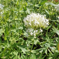 Centranthus ruber 'Albus'